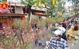 Rực rỡ sắc xuân ở chợ hoa Hàng Lược